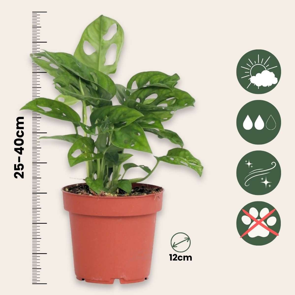 Monstera cu gauri - Monstera adansonii 'Monkey Mask' - Înălţime 25-30cm - ⌀12cm