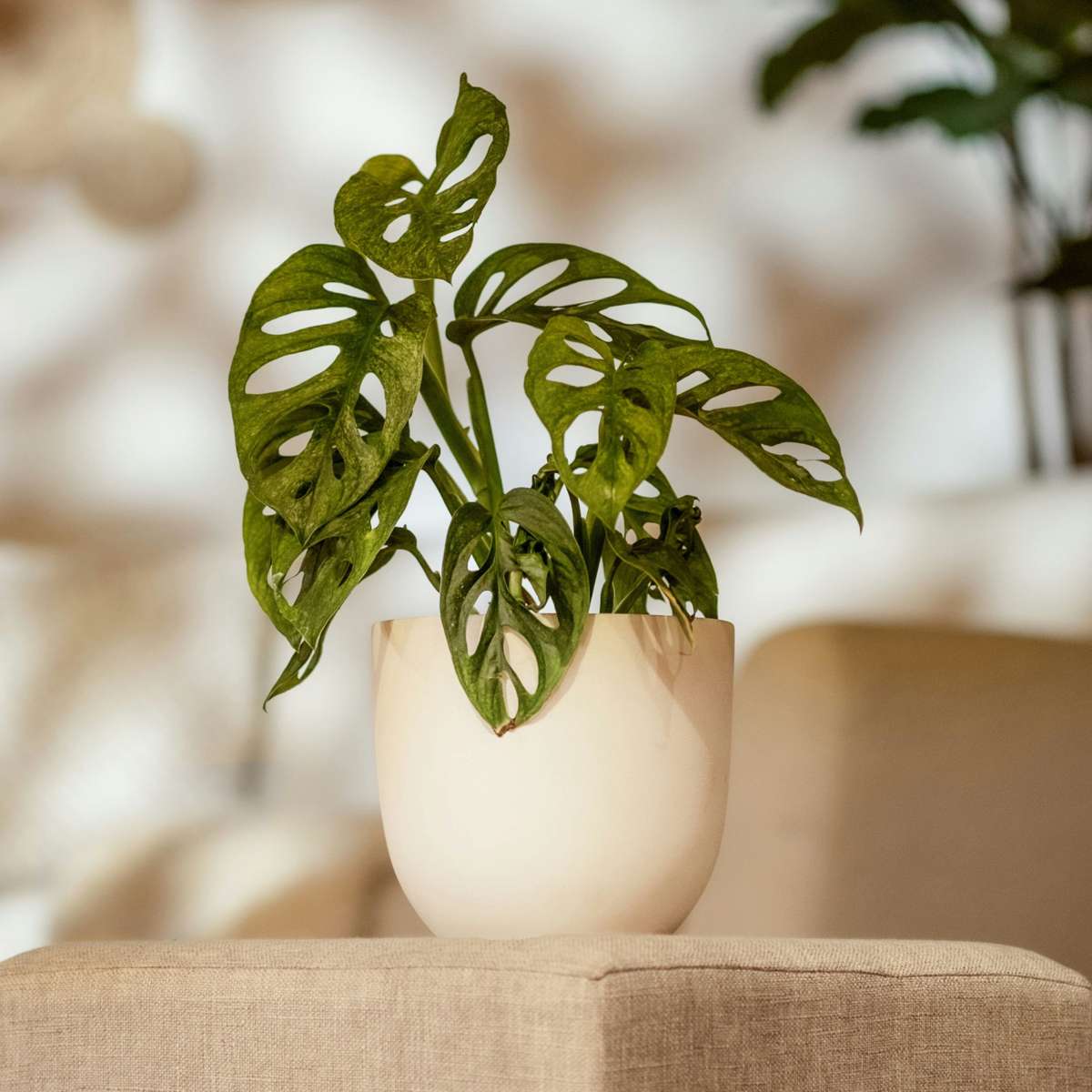 Monstera cu gauri - 2 buc - Adansonii 'Monkey Mask' - Înălţime 25-30cm - ⌀12cm