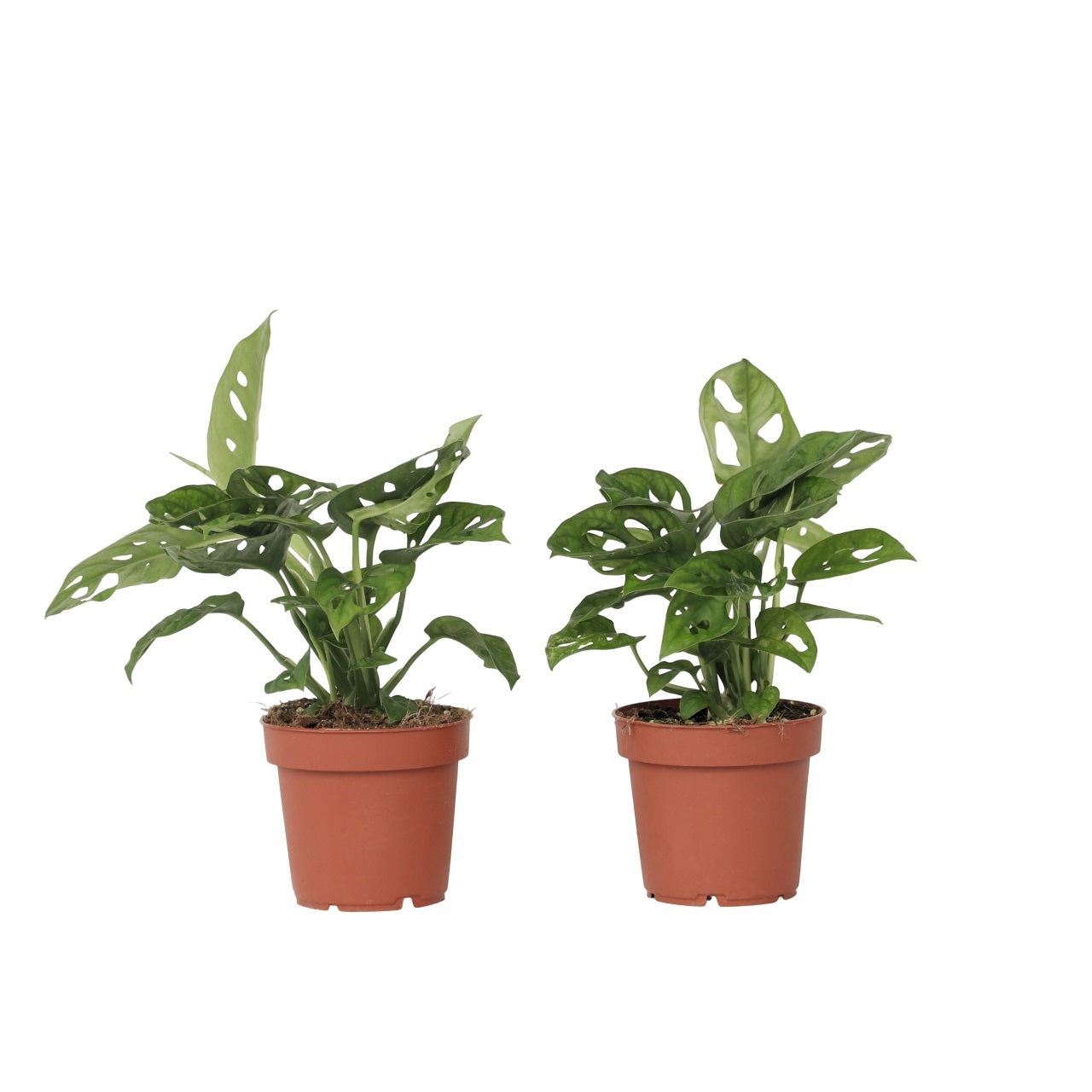 Monstera cu gauri - 2 buc - Adansonii 'Monkey Mask' - Înălţime 25-30cm - ⌀12cm