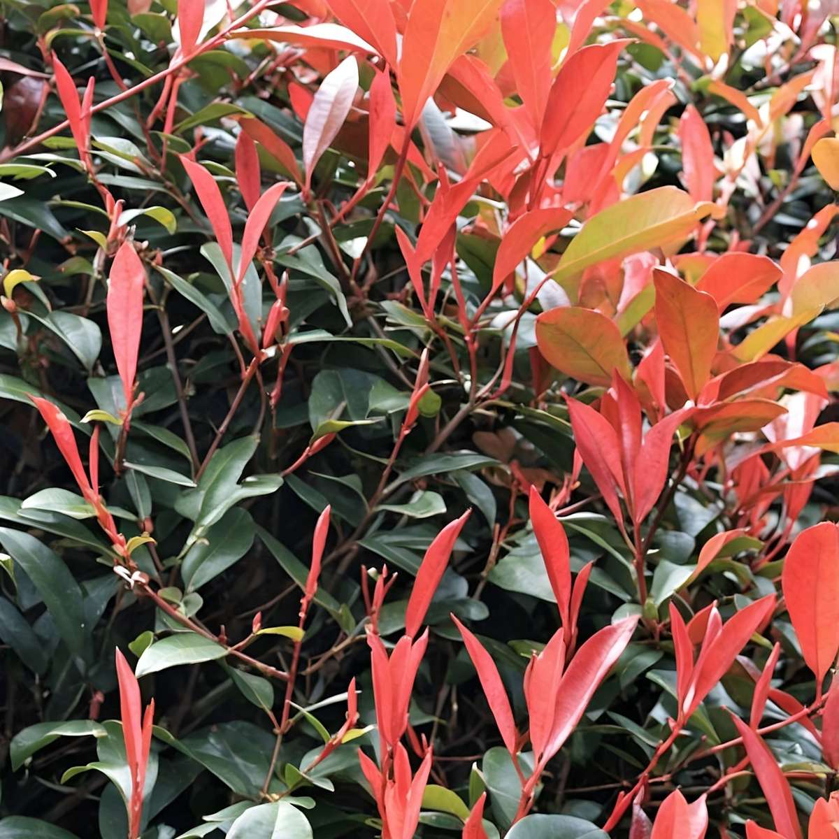Fotinie - 2 buc - Photinia fraseri 'Red Robin' - Înălţime 30-40cm - ⌀17cm