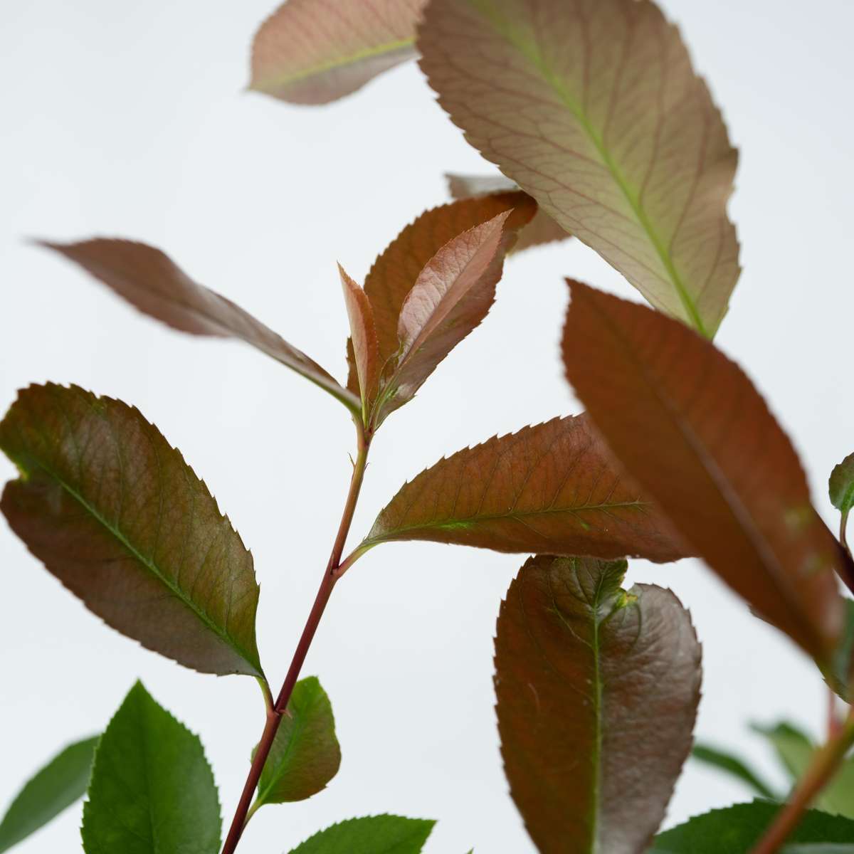 Fotinie - 2 buc - Photinia fraseri 'Red Robin' - Înălţime 30-40cm - ⌀17cm