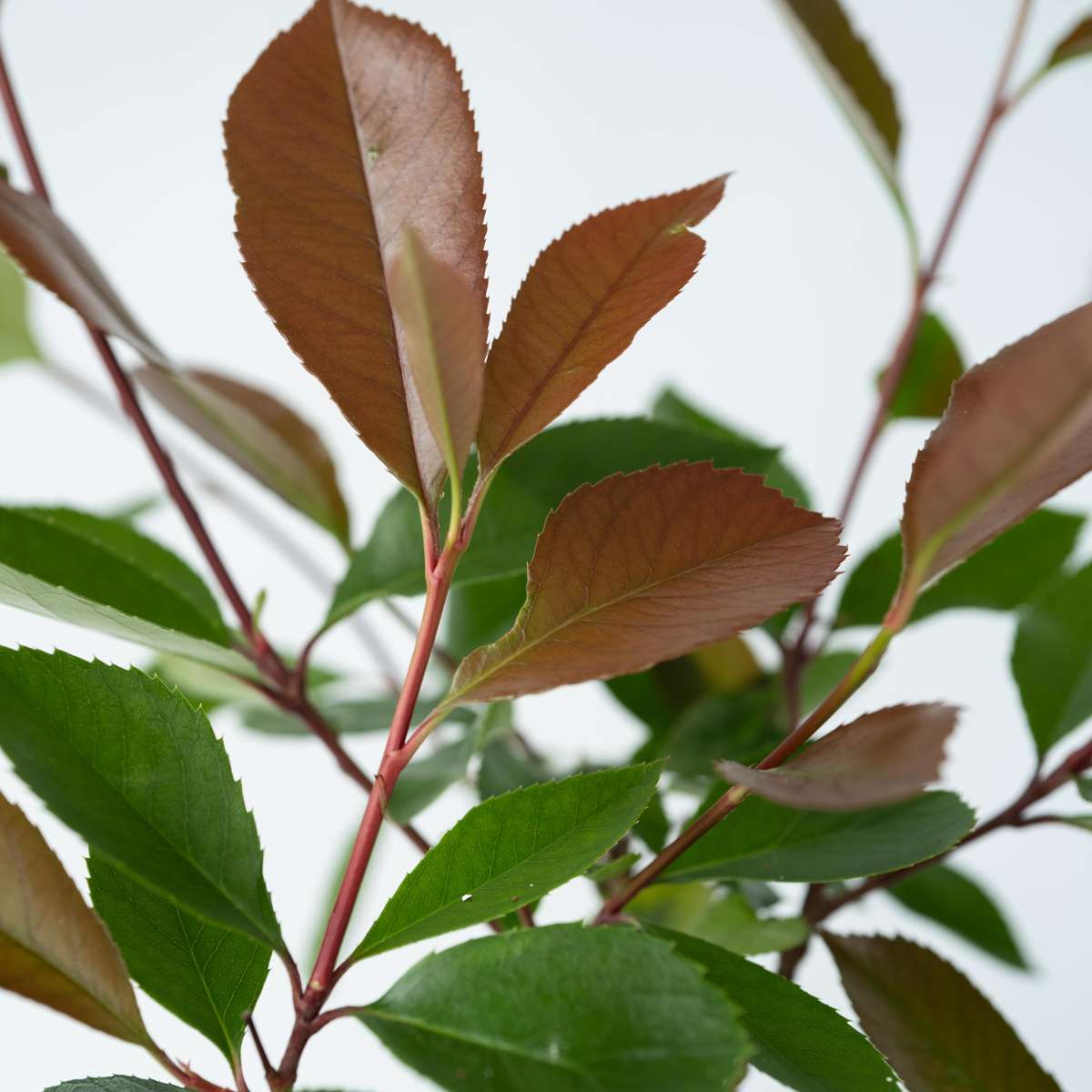 Fotinie - 2 buc - Photinia fraseri 'Red Robin' - Înălţime 30-40cm - ⌀17cm