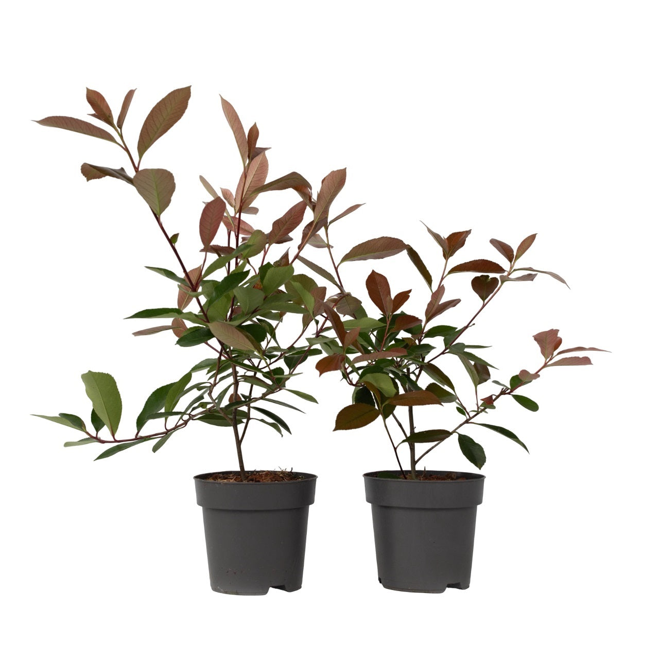 Fotinie - 2 buc - Photinia fraseri 'Red Robin' - Înălţime 30-40cm - ⌀17cm