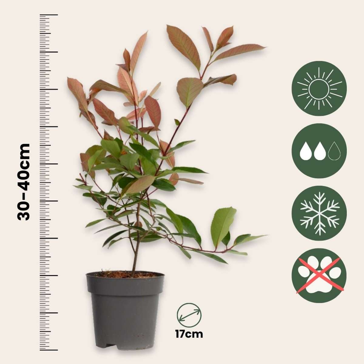 Fotinie - 2 buc - Photinia fraseri 'Red Robin' - Înălţime 30-40cm - ⌀17cm
