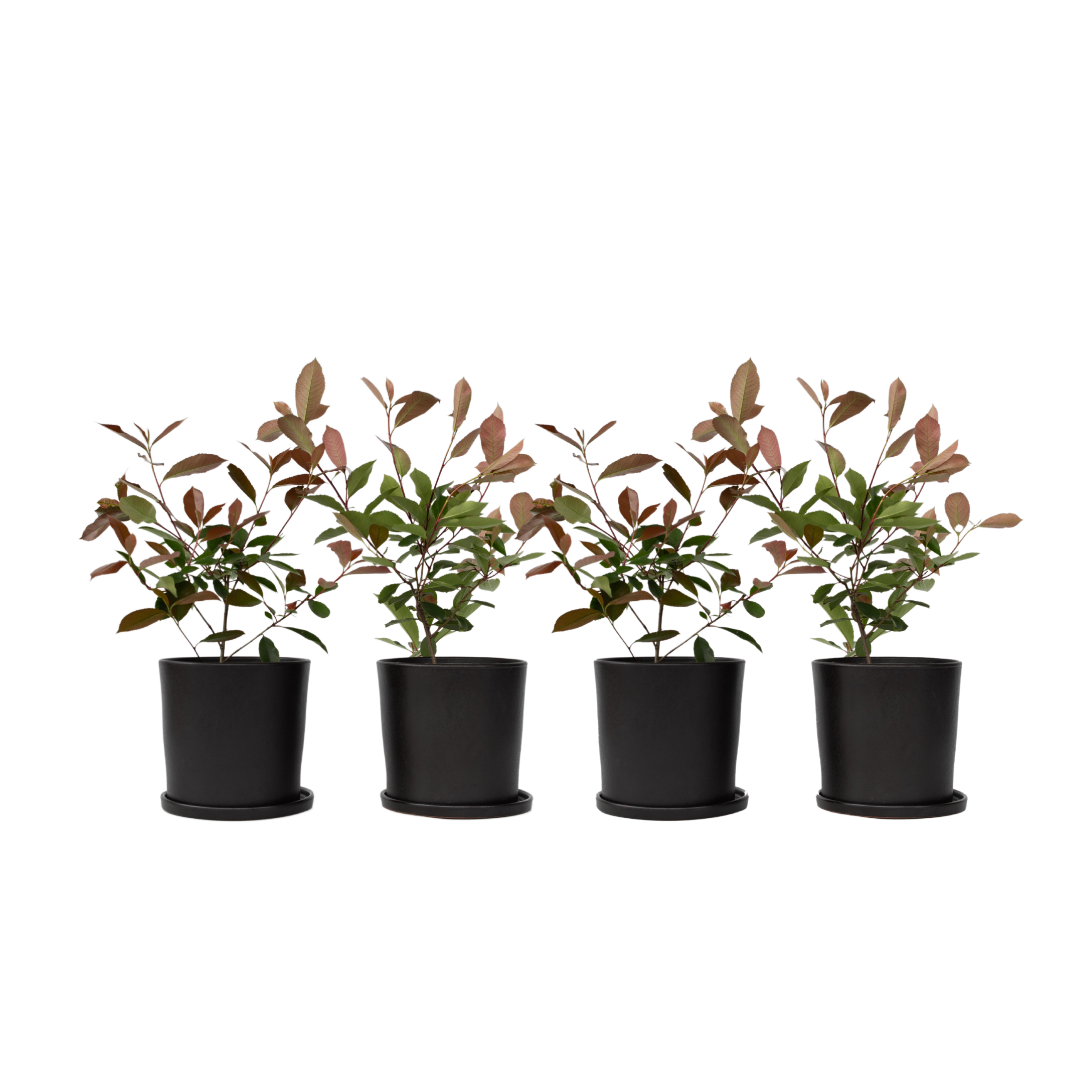 Fotinie - 4 buc - Photinia fraseri 'Red Robin' - Înălţime 30-40cm - ⌀17cm