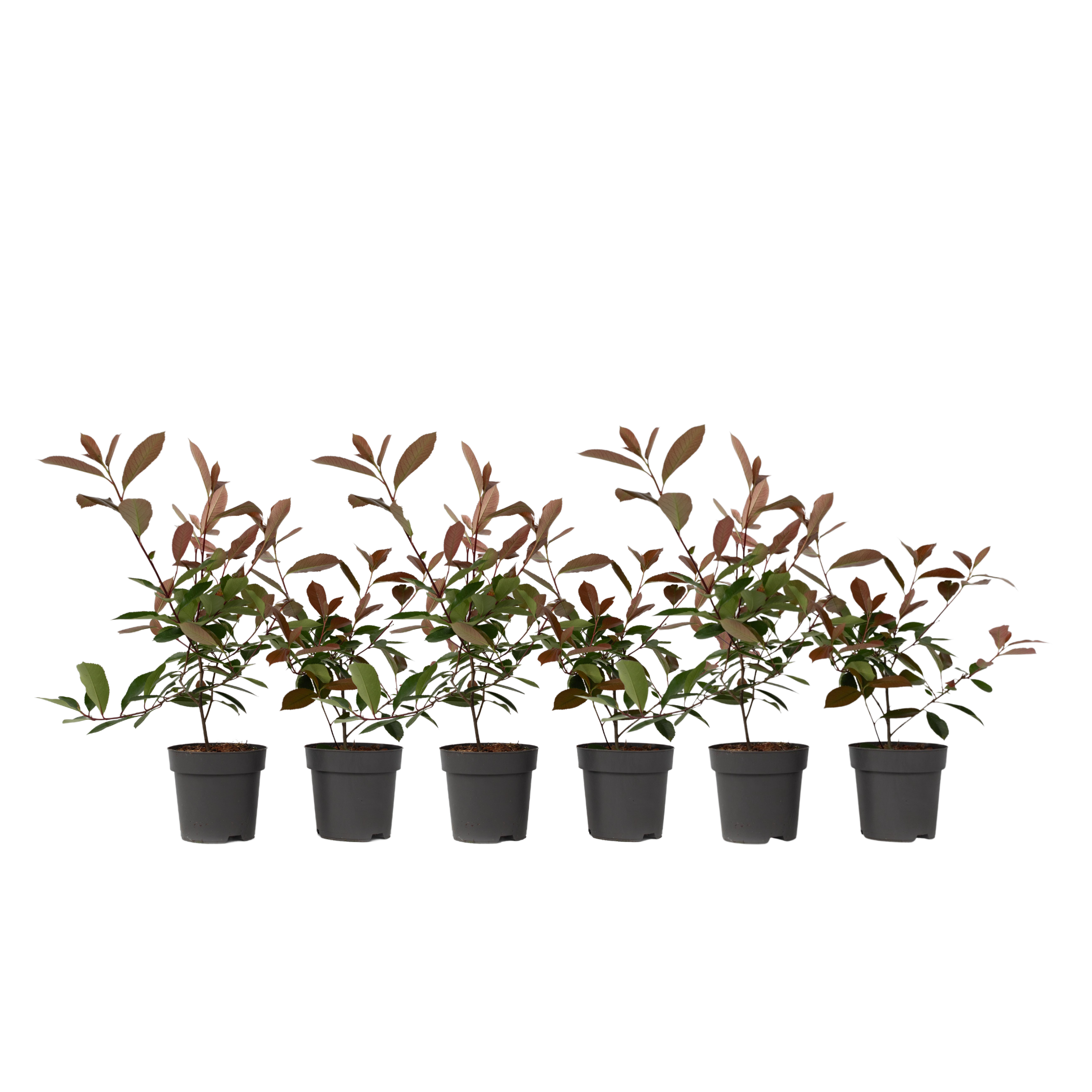 Fotinie - 6 buc - Photinia fraseri 'Red Robin' - Înălţime 30-40cm - ⌀17cm