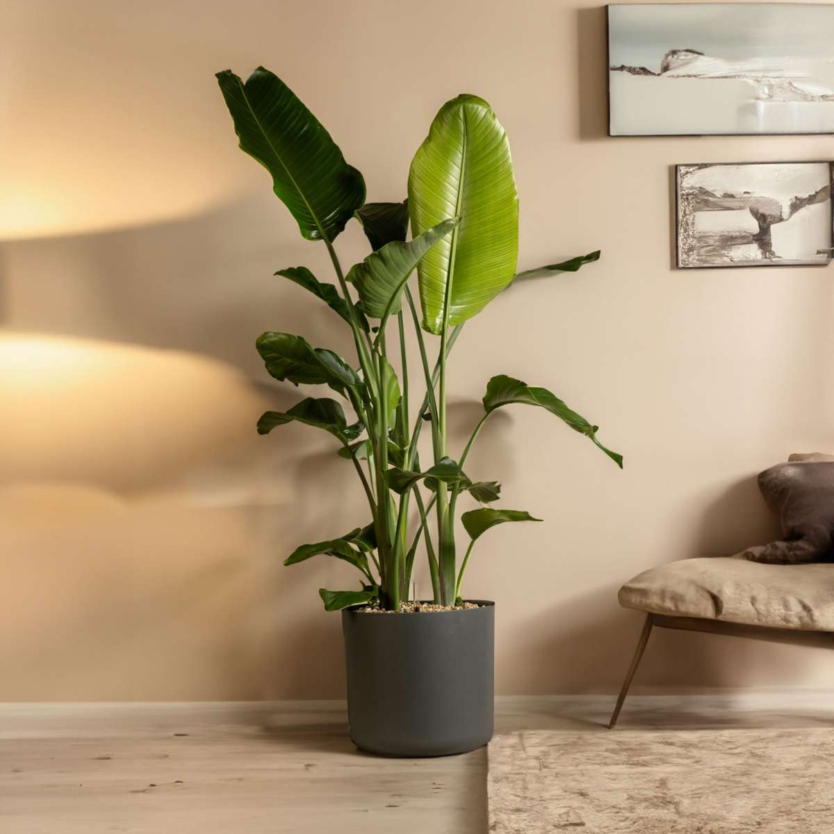Planta păsării paradisului - Strelitzia nicolai - Înălţime 55-70cm - ⌀17cm