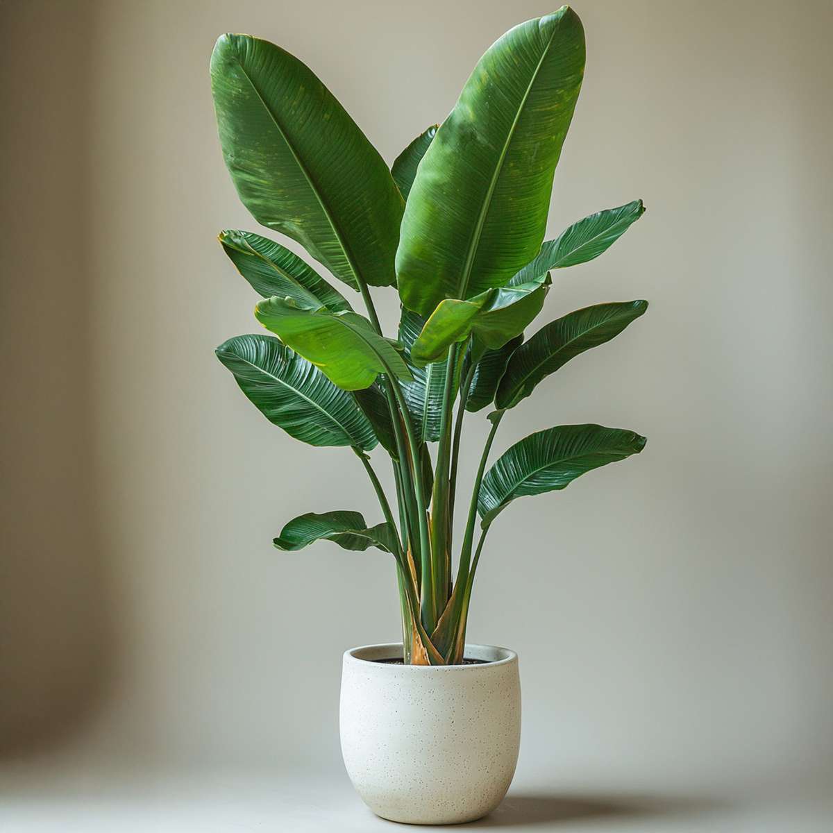 Planta păsării paradisului - Strelitzia nicolai - Înălţime 55-70cm - ⌀17cm