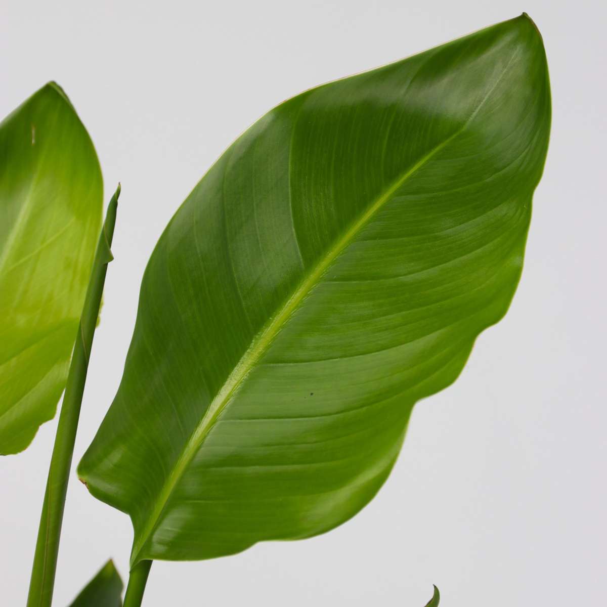 Planta păsării paradisului - Strelitzia nicolai - Înălţime 55-70cm - ⌀17cm