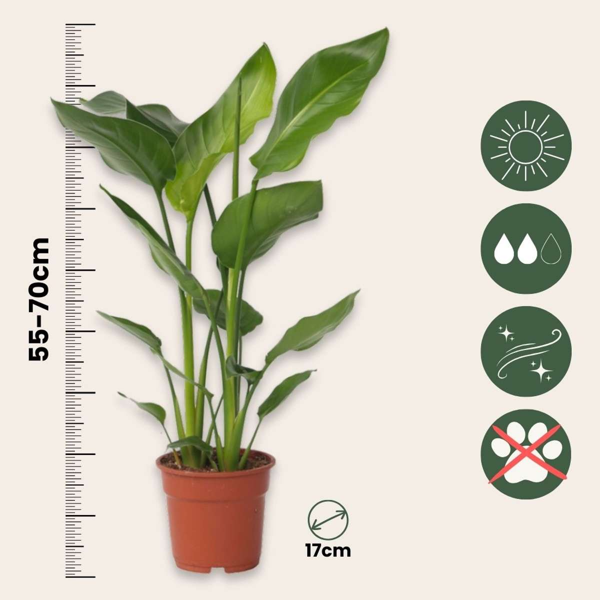 Planta păsării paradisului - Strelitzia nicolai - Înălţime 55-70cm - ⌀17cm