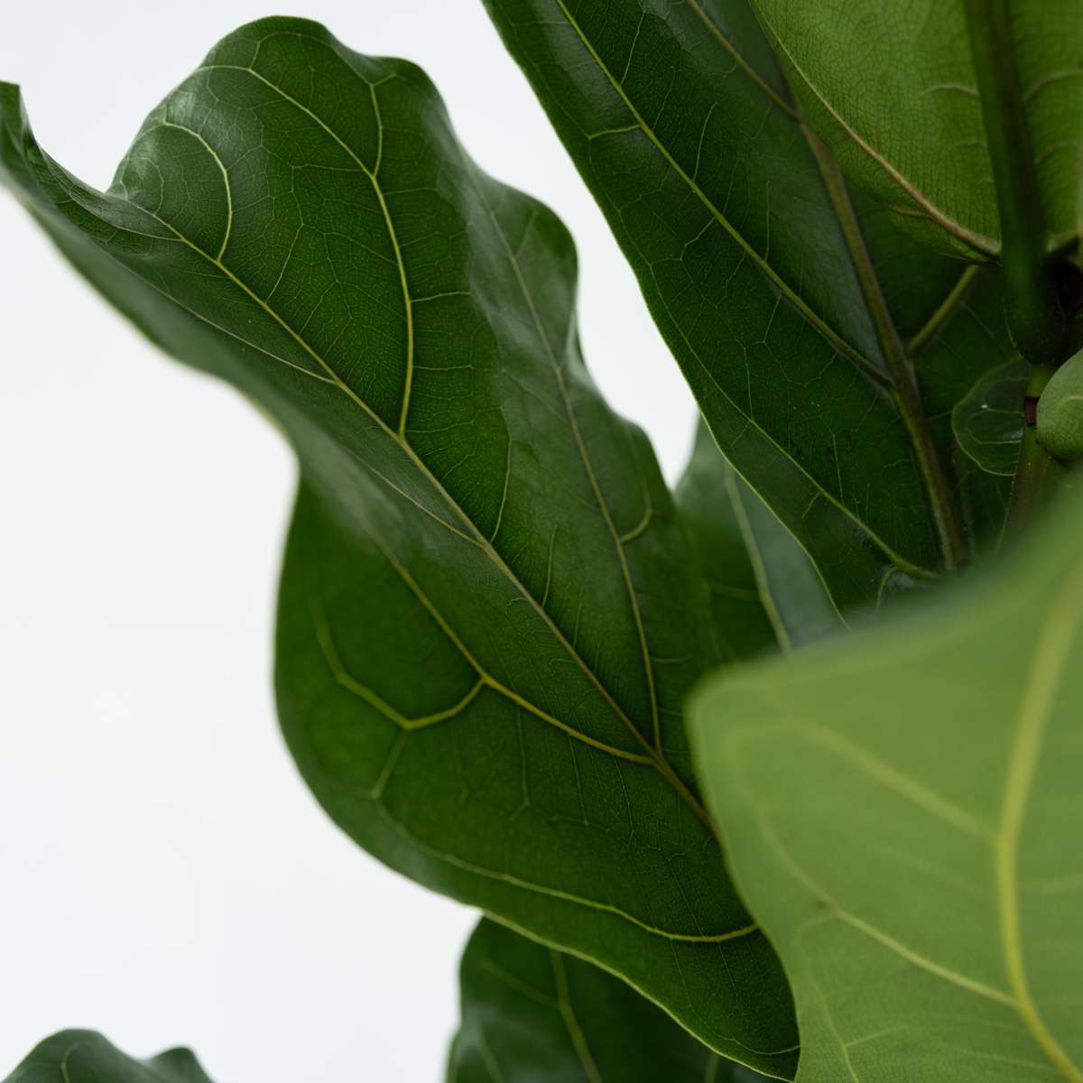 Smochin liră - 2 buc - Ficus Lyrata - Înălţime 70-90cm - ⌀21cm