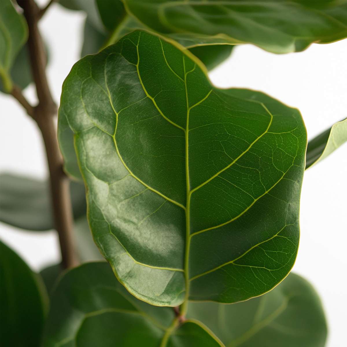 Smochin liră - Ficus Lyrata - Înălţime 70-90cm - ⌀21cm