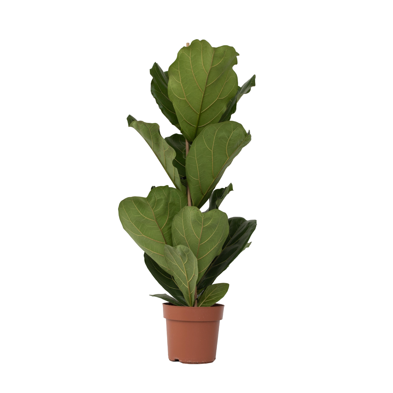 Smochin liră - Ficus Lyrata - Înălţime 70-90cm - ⌀21cm