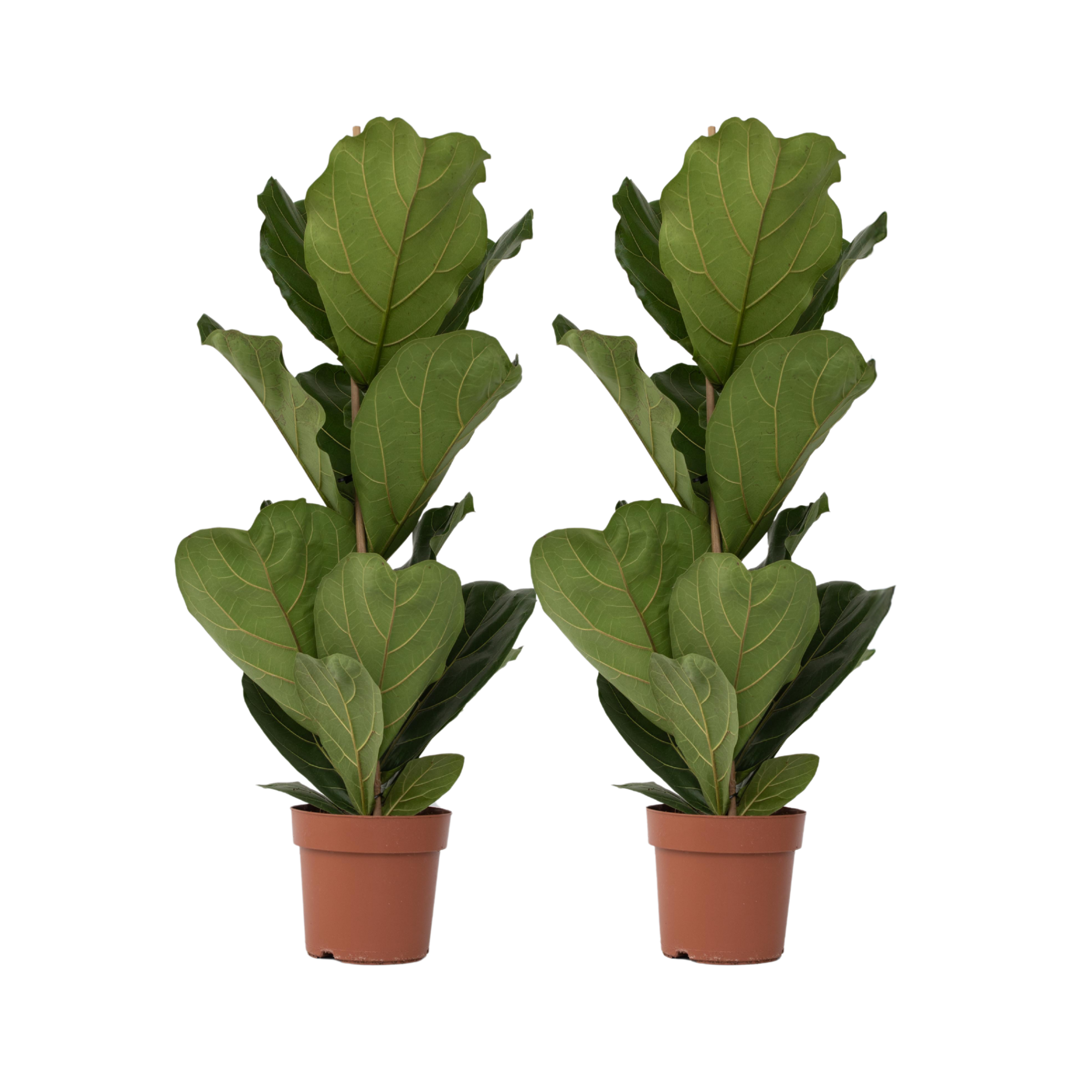 Smochin liră - 2 buc - Ficus Lyrata - Înălţime 70-90cm - ⌀21cm