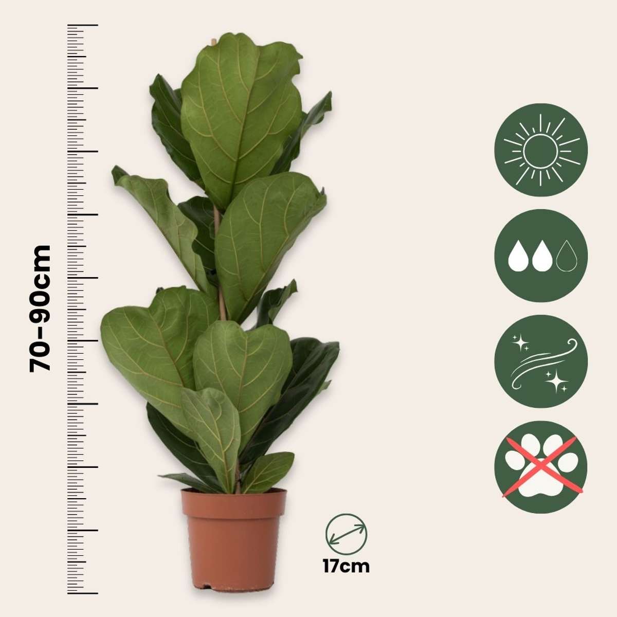 Smochin liră - 2 buc - Ficus Lyrata - Înălţime 70-90cm - ⌀21cm