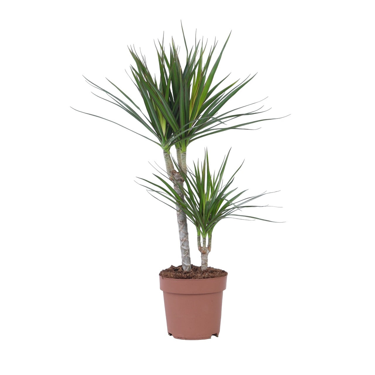 Dracena - Dracaena marginata - Înălţime 70-80cm - ⌀17cm