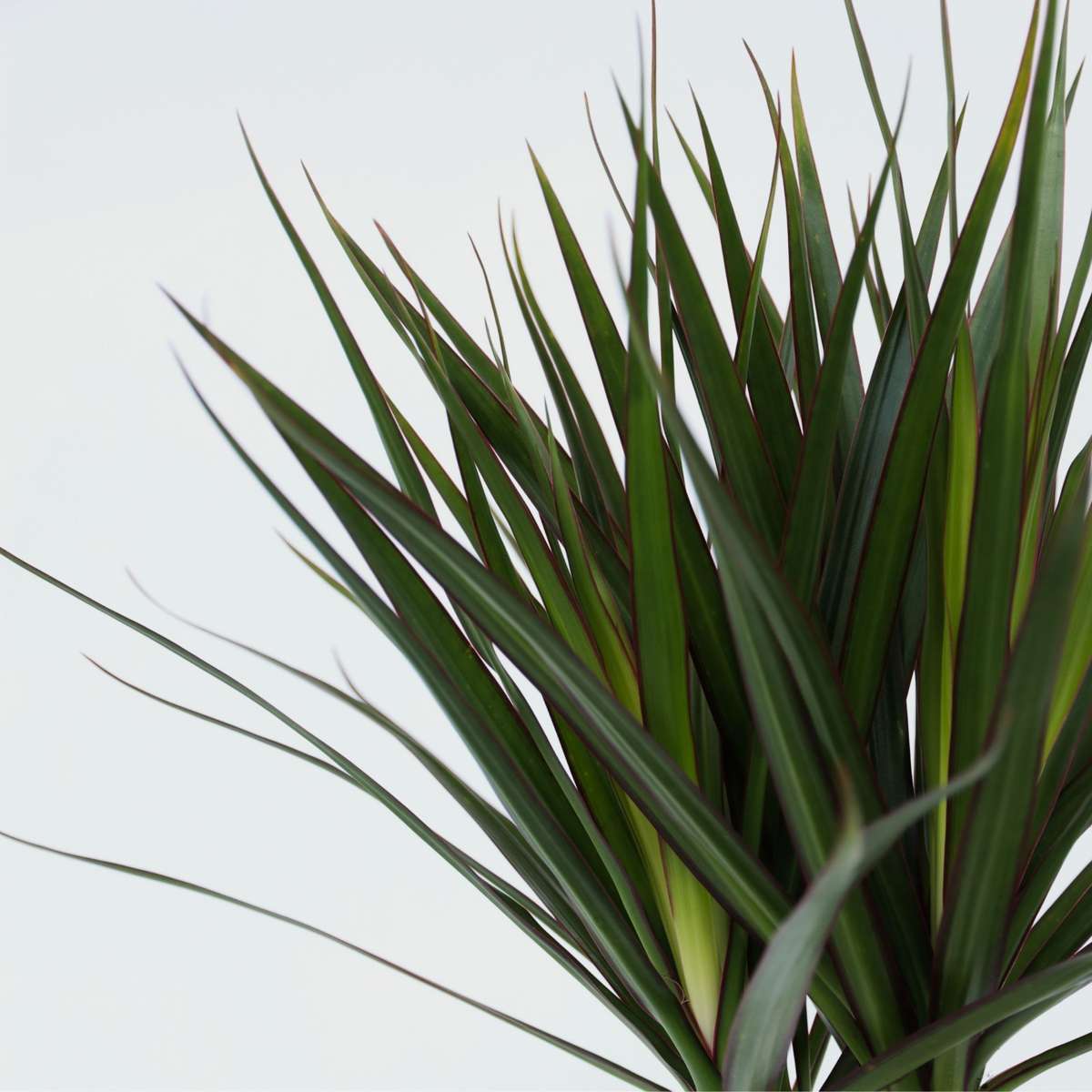 Dracena - 4 buc - Dracaena marginata - Înălţime 70-80cm - ⌀17cm