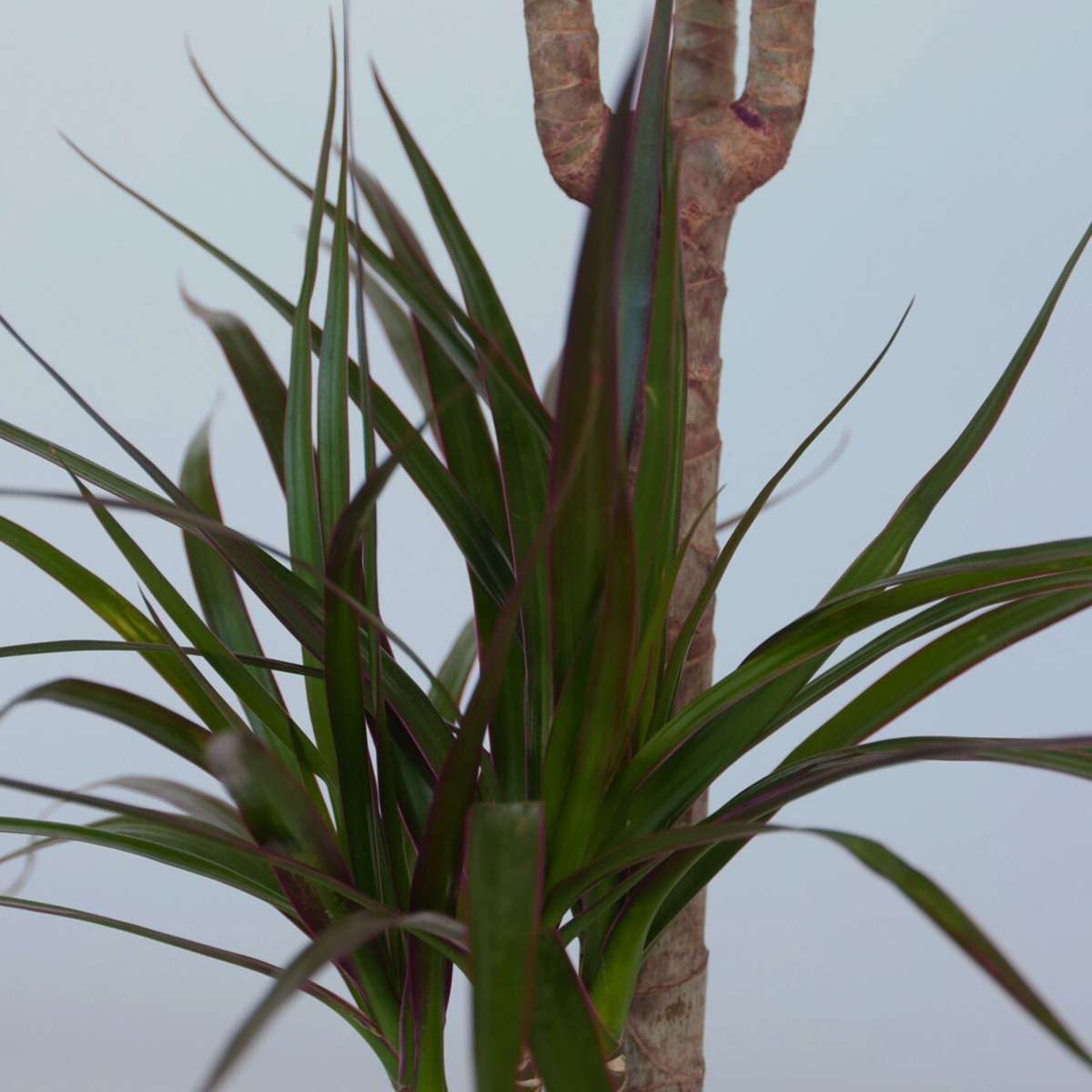 Dracena - 4 buc - Dracaena marginata - Înălţime 70-80cm - ⌀17cm