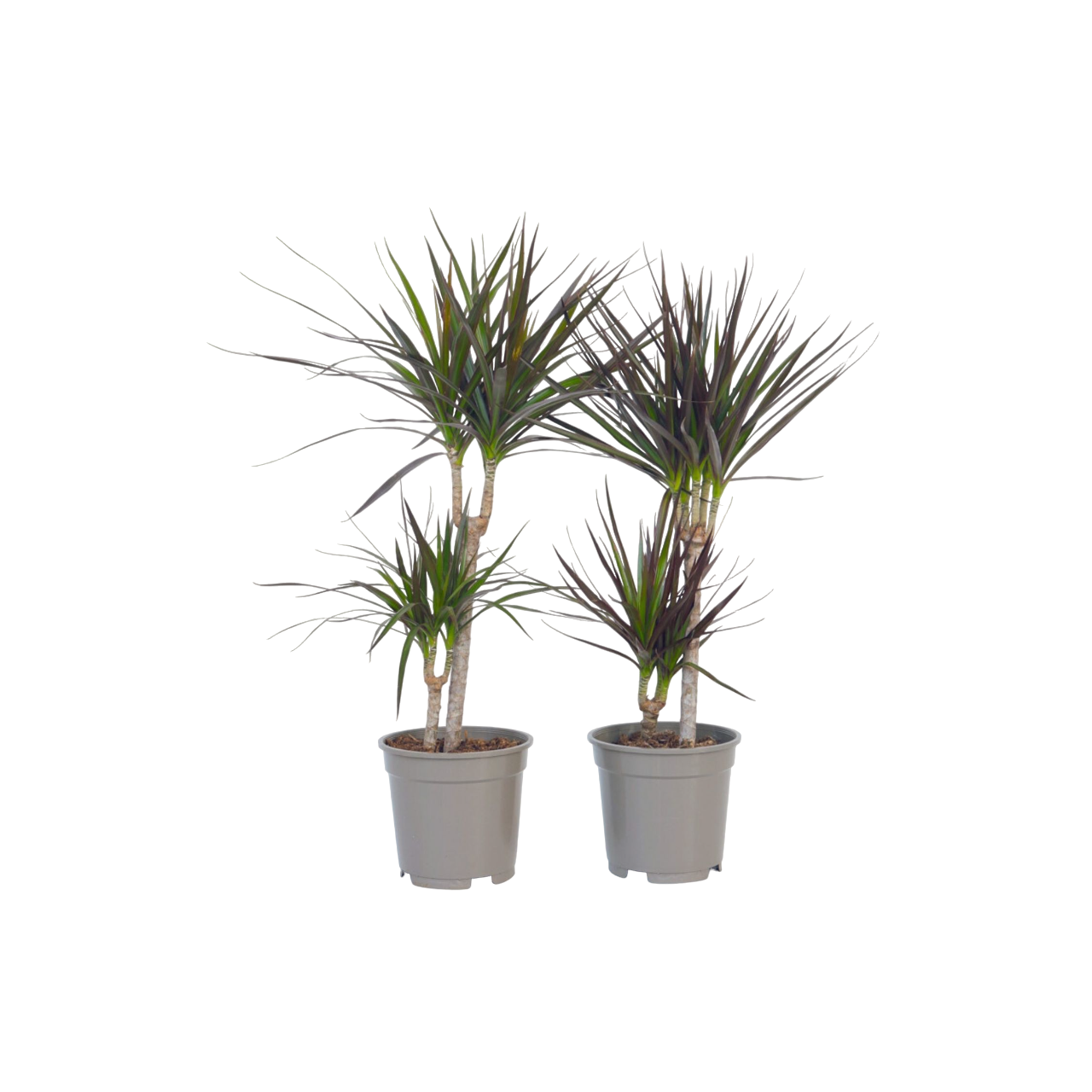 Dracena - 4 buc - Dracaena marginata - Înălţime 70-80cm - ⌀17cm