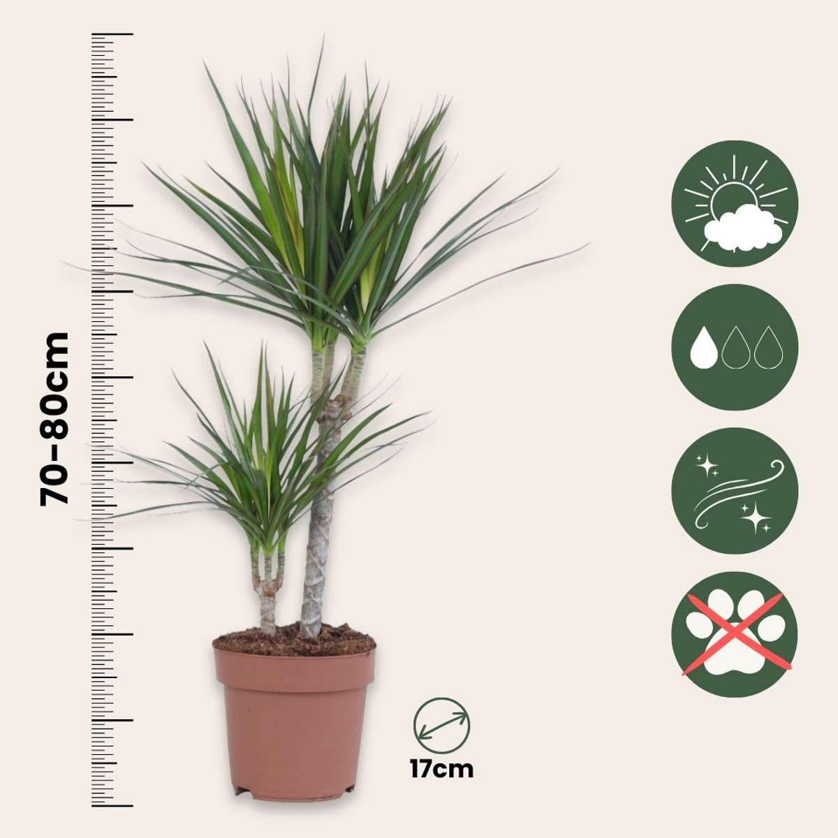 Dracena - 4 buc - Dracaena marginata - Înălţime 70-80cm - ⌀17cm