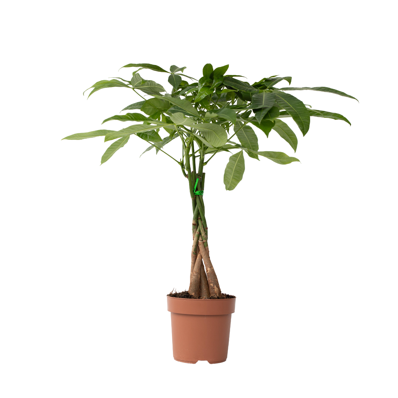 Castan Malabar - Pachira aquatica - Înălţime 60-70cm - ⌀17cm