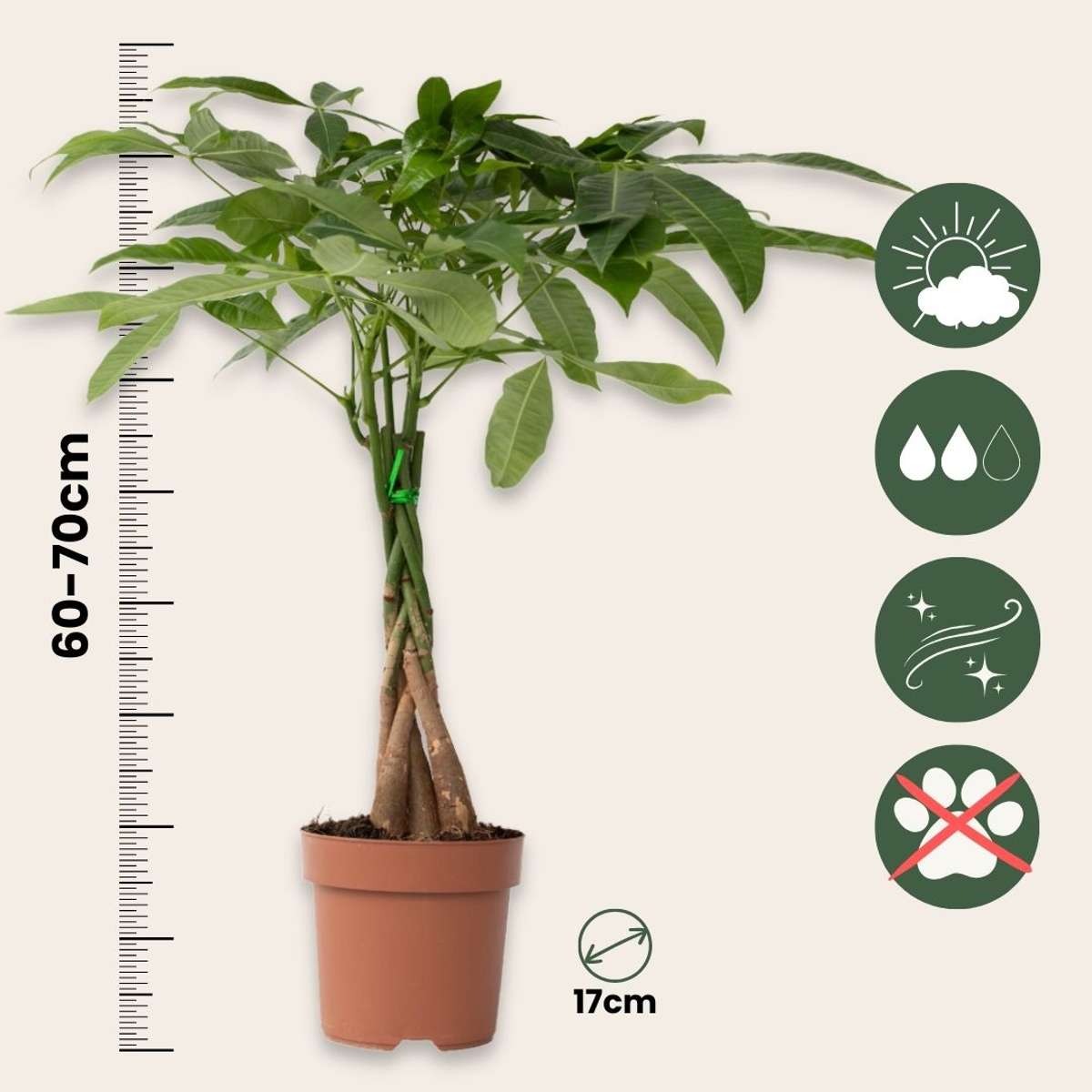 Castan Malabar - Pachira aquatica - Înălţime 60-70cm - ⌀17cm
