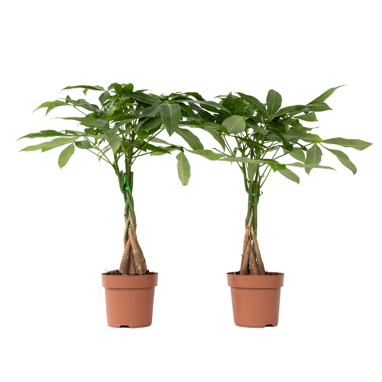 Castan Malabar - 2 buc - Pachira aquatica - Înălţime 60-70cm - ⌀17cm