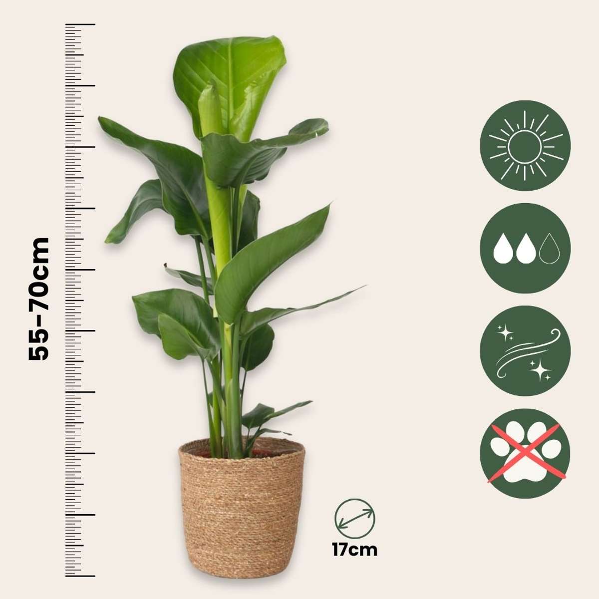 Planta păsării paradisului - Strelitzia nicolai - Înălţime 55-70cm - ⌀17cm