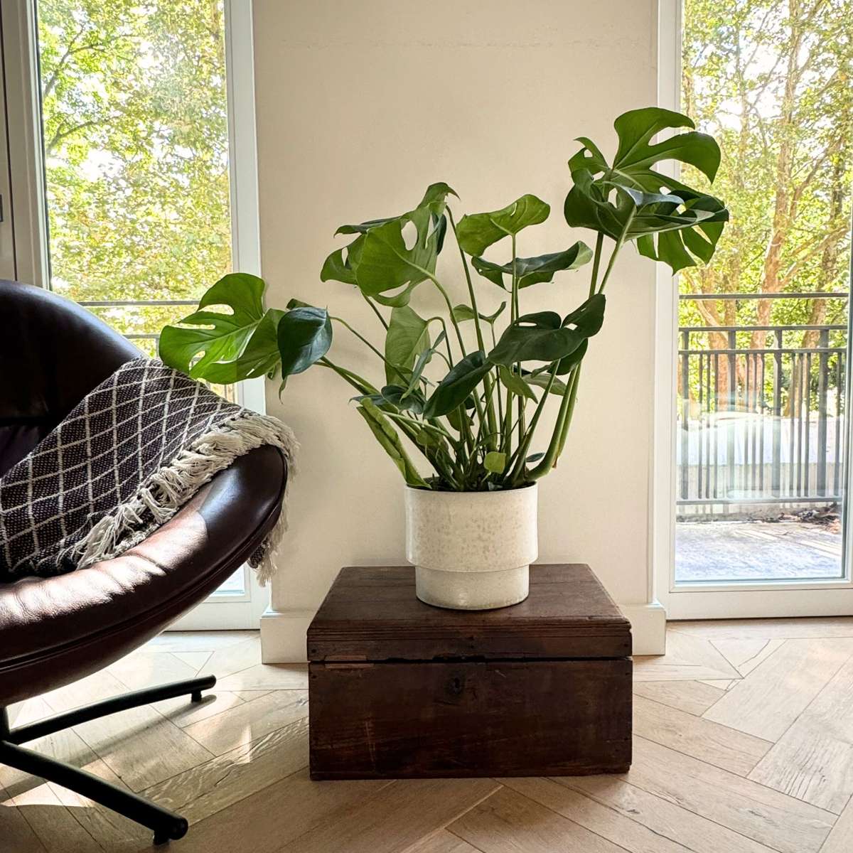 Philodendron cu frunza ruptă - Monstera deliciosa - Înălţime 70-80cm - ⌀21cm