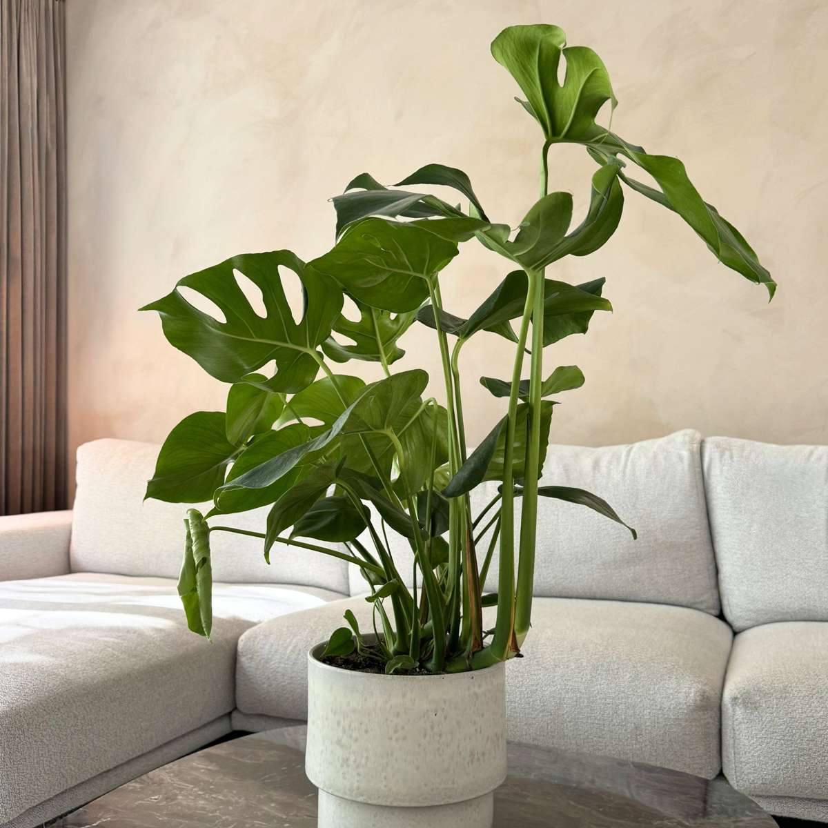 Philodendron cu frunza ruptă - Monstera deliciosa - Înălţime 70-80cm - ⌀21cm