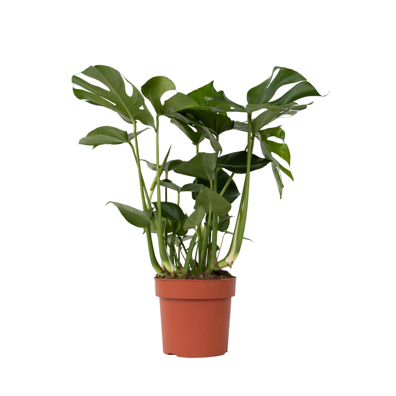 Philodendron cu frunza ruptă - Monstera deliciosa - Înălţime 70-80cm - ⌀21cm