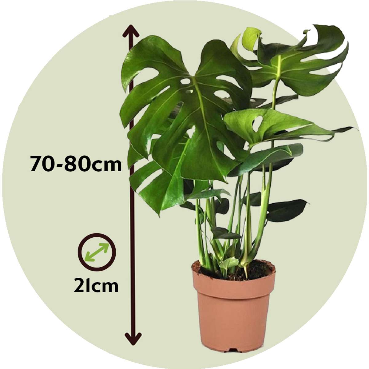 Philodendron cu frunza ruptă - 2 buc - Monstera deliciosa - În. 70-80cm - ⌀21cm