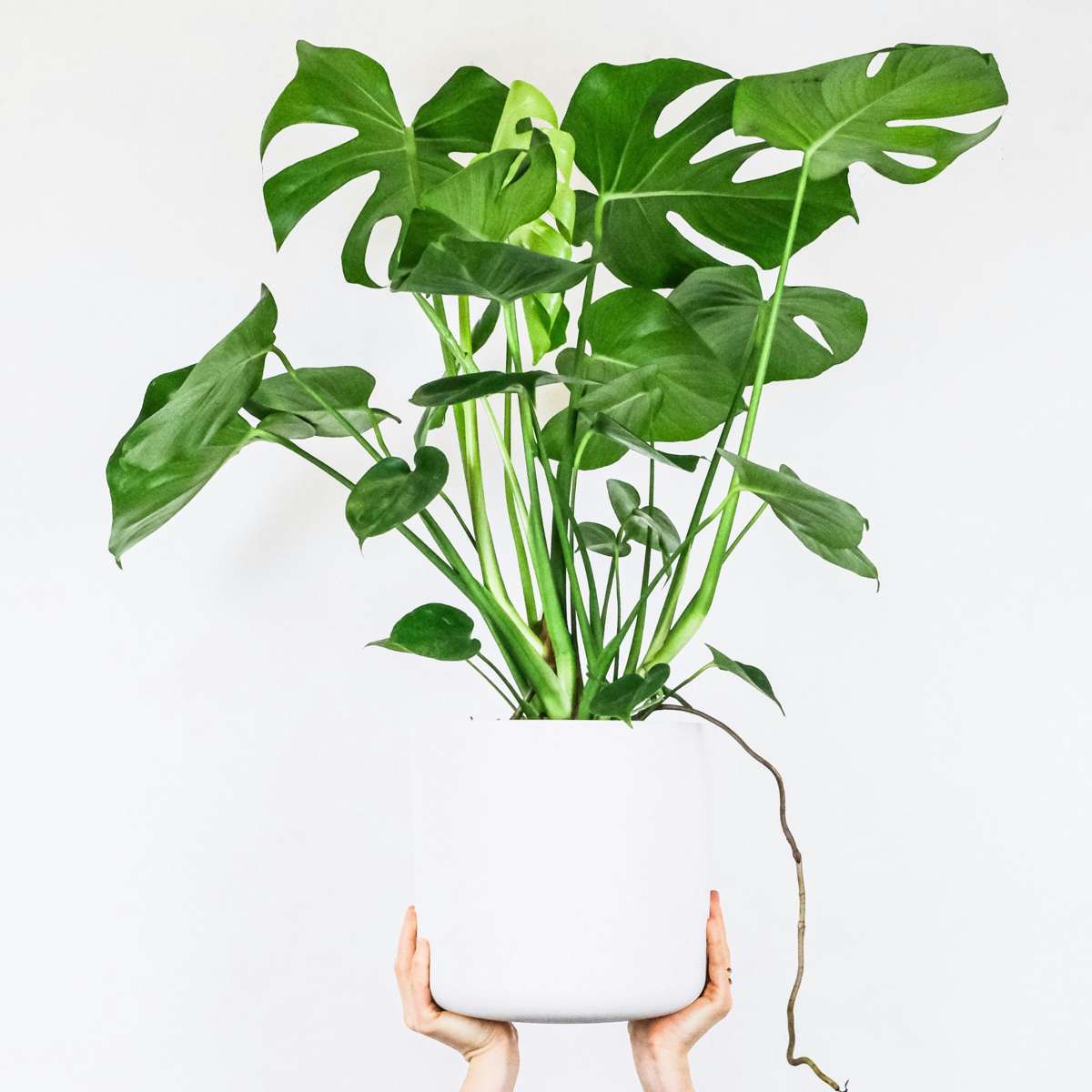 Philodendron cu frunza ruptă - 2 buc - Monstera deliciosa - În. 70-80cm - ⌀21cm