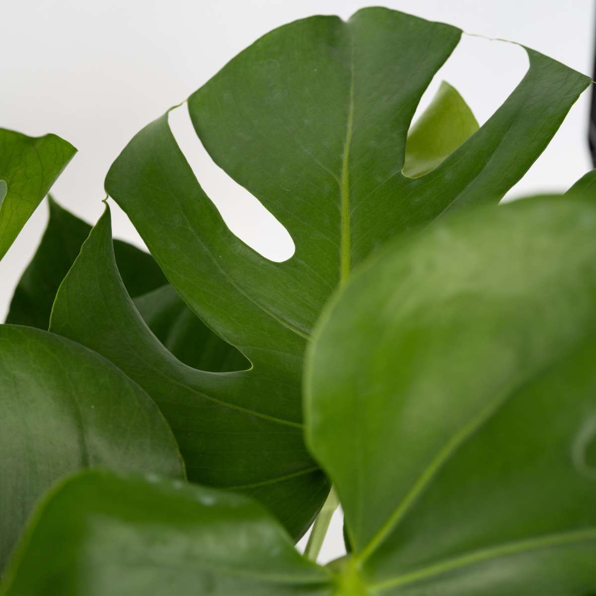 Philodendron cu frunza ruptă - 2 buc - Monstera deliciosa - În. 70-80cm - ⌀21cm