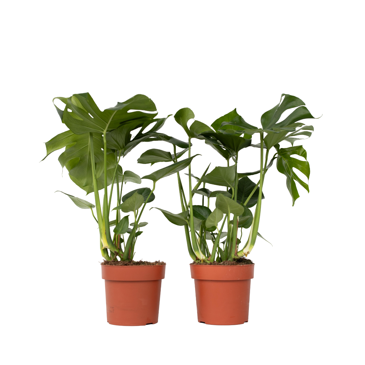 Philodendron cu frunza ruptă - 2 buc - Monstera deliciosa - În. 70-80cm - ⌀21cm