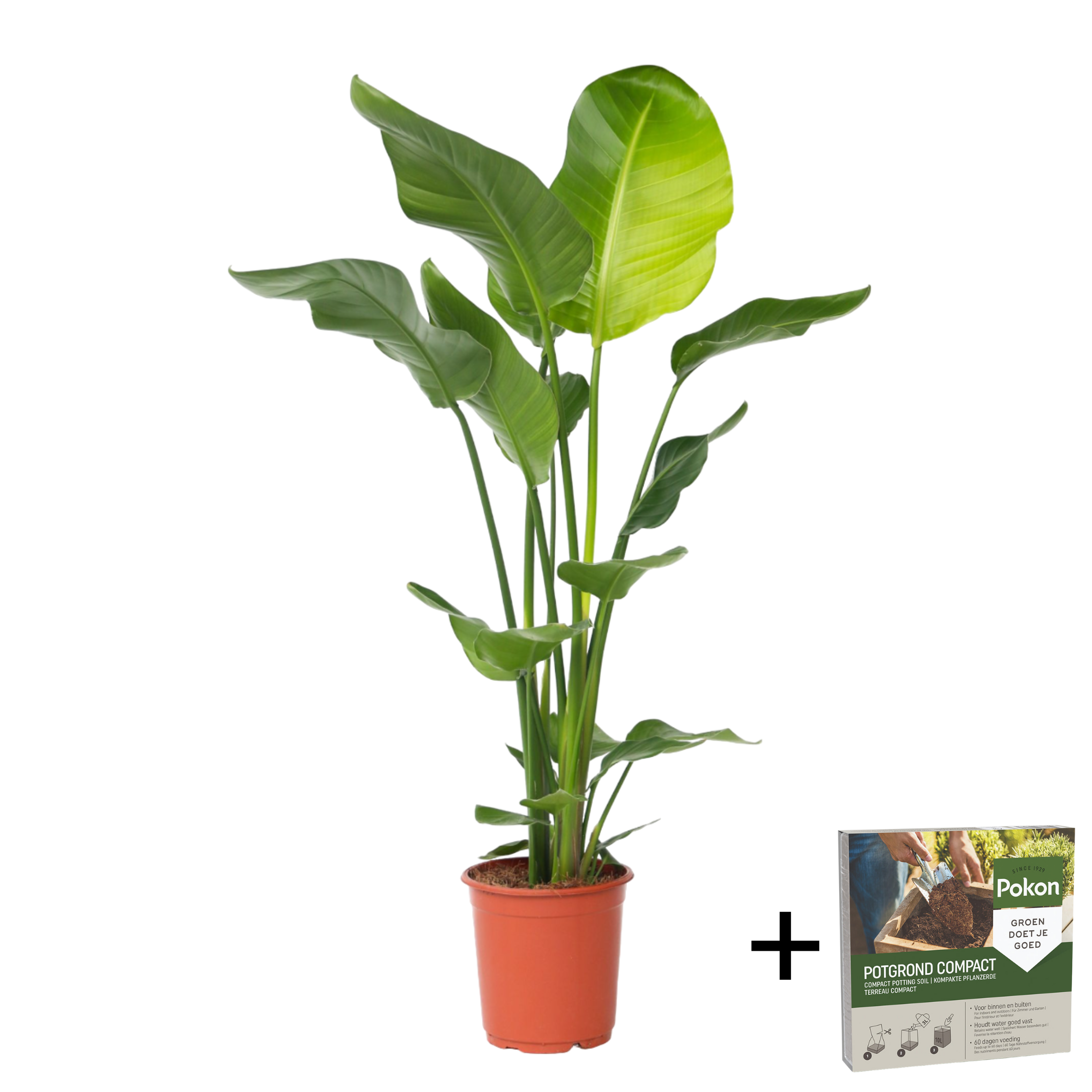 Planta păsării paradisului - Strelitzia nicolai - Înălţime 90-110cm - ⌀21cm