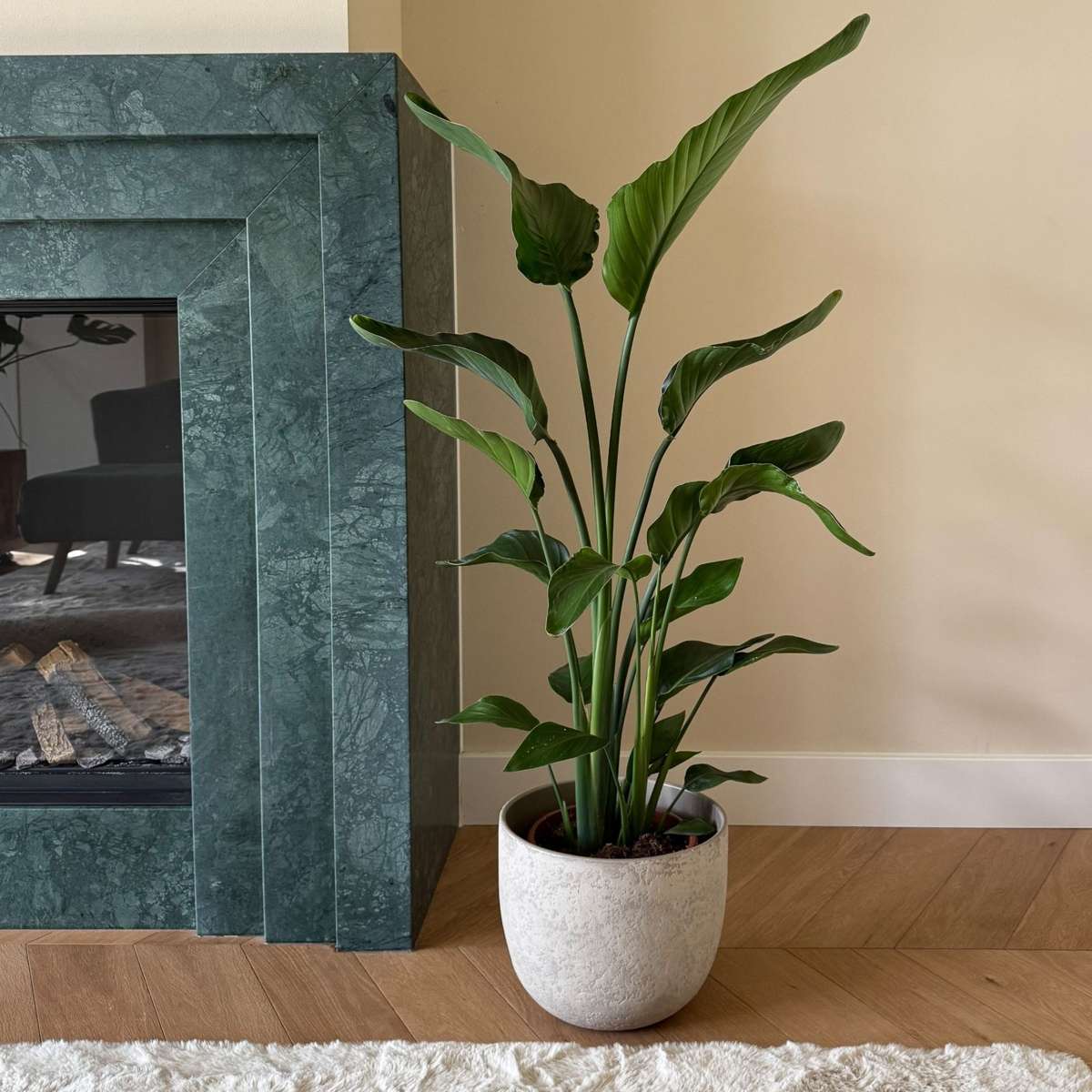 Planta păsării paradisului - Strelitzia nicolai - Înălţime 90-110cm - ⌀21cm