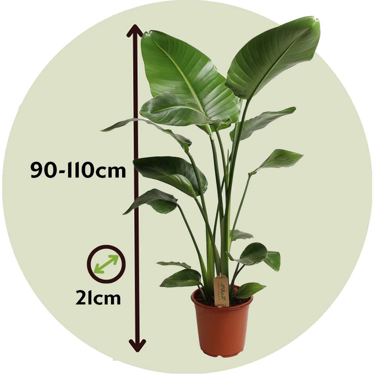 Planta păsării paradisului - Strelitzia nicolai - Înălţime 90-110cm - ⌀21cm