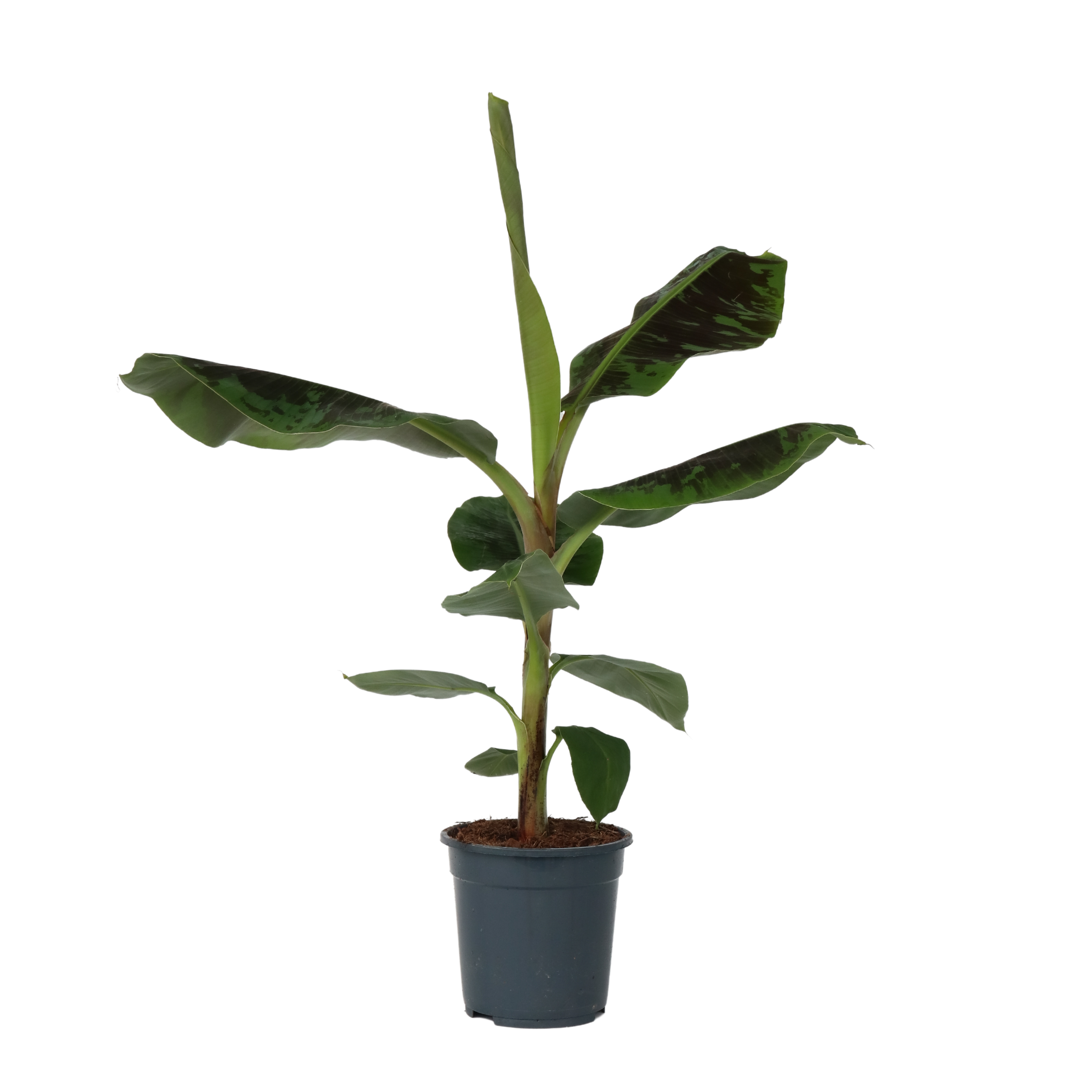 Musa acuminata - Musa 'Dwarf Cavendish' - Înălţime 90-100cm - ⌀21cm