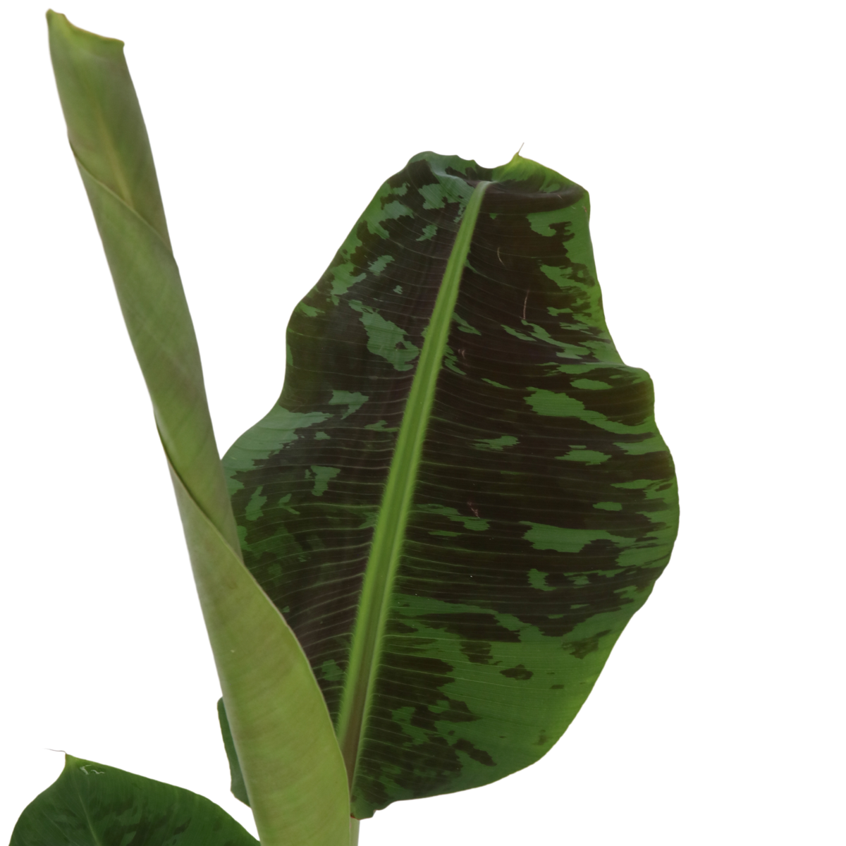 Musa acuminata - 2 buc - Musa 'Dwarf Cavendish' - Înălţime 90-100cm - ⌀21cm