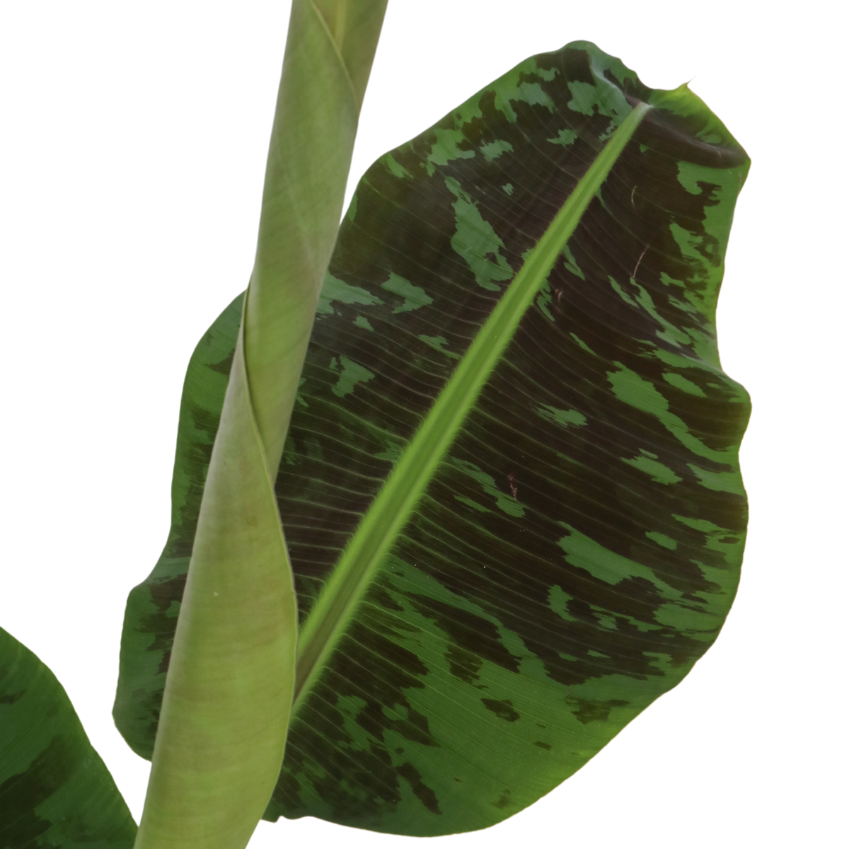Musa acuminata - 2 buc - Musa 'Dwarf Cavendish' - Înălţime 90-100cm - ⌀21cm