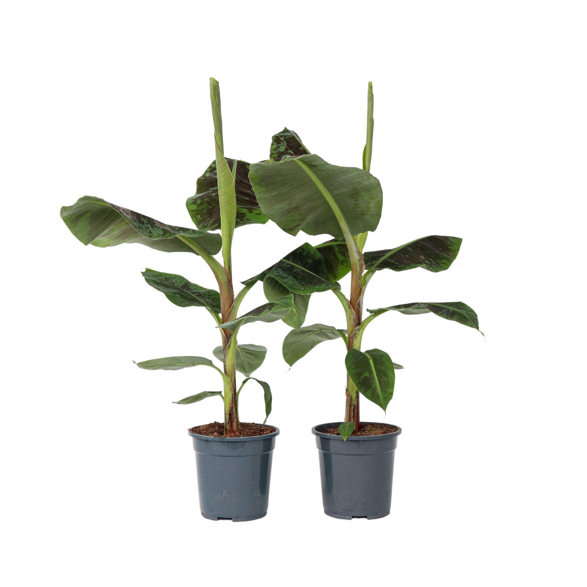 Musa acuminata - 2 buc - Musa 'Dwarf Cavendish' - Înălţime 90-100cm - ⌀21cm