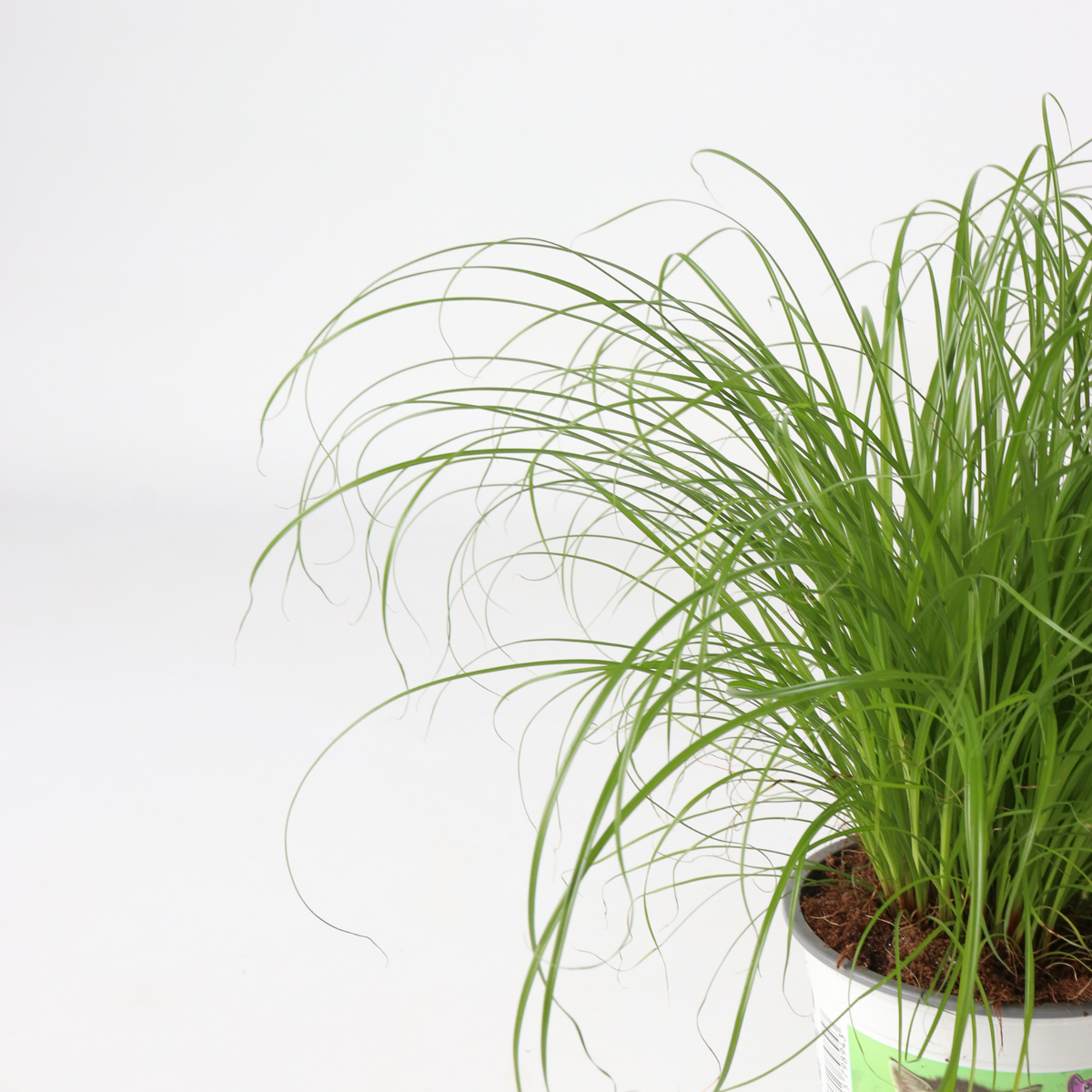 Plantă umbrelă - 6 buc - Cyperus zumula - Înălţime 30-40cm - ⌀12cm