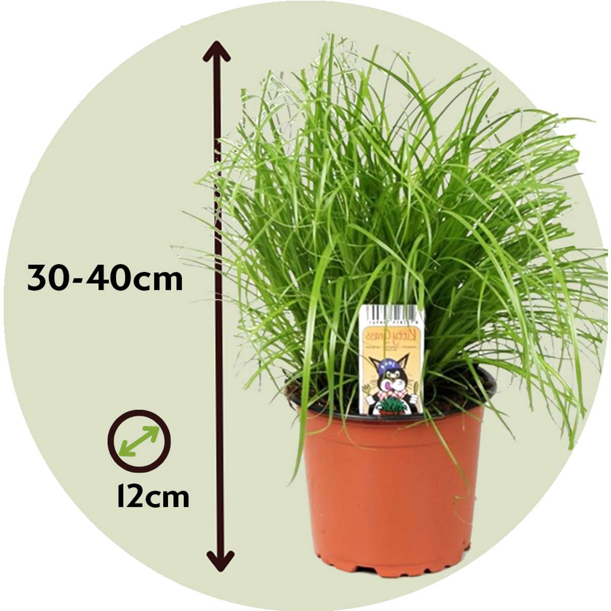 Plantă umbrelă - 6 buc - Cyperus zumula - Înălţime 30-40cm - ⌀12cm