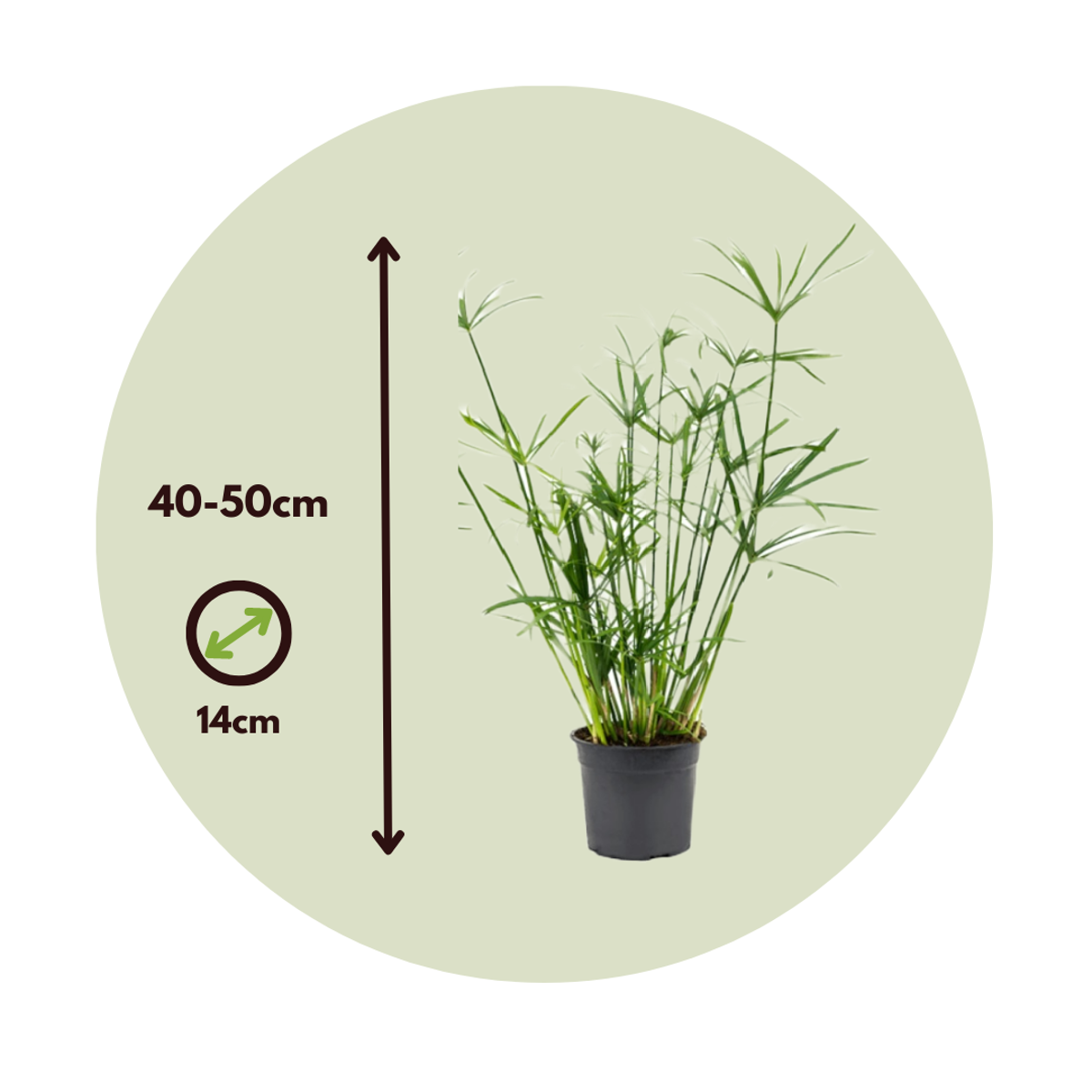 Plantă umbrelă - 2 buc - Cyperus alternifolius - Înălţime 40-50cm - ⌀14cm