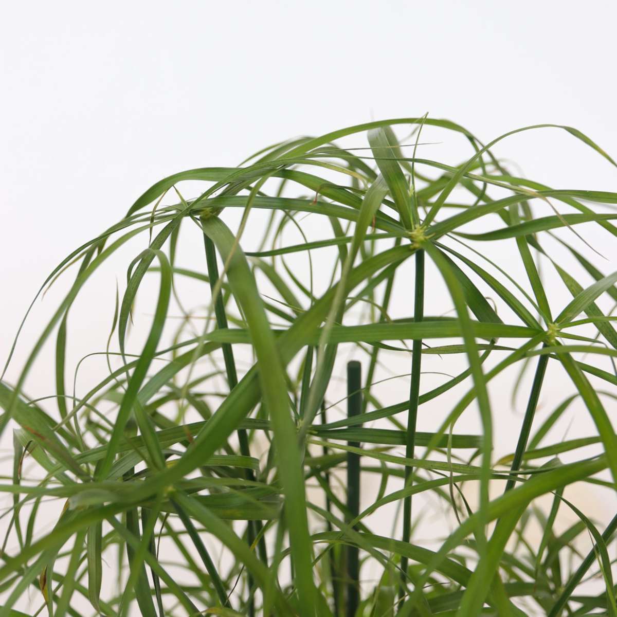 Plantă umbrelă - 4 buc - Cyperus alternifolius - Înălţime 40-50cm - ⌀14cm