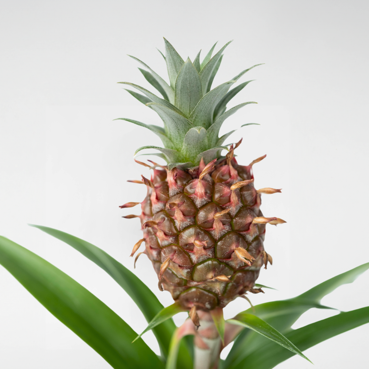 Planta de ananas - Ananas comosus 'Mi Amigo' - Înălţime 35-45cm - ⌀12cm