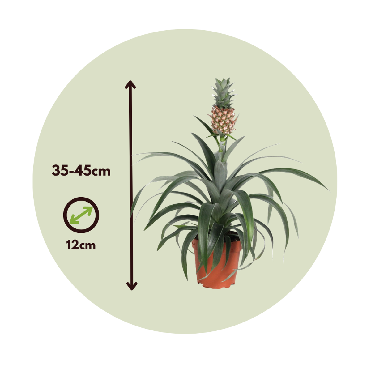 Planta de ananas - Ananas comosus 'Mi Amigo' - Înălţime 35-45cm - ⌀12cm