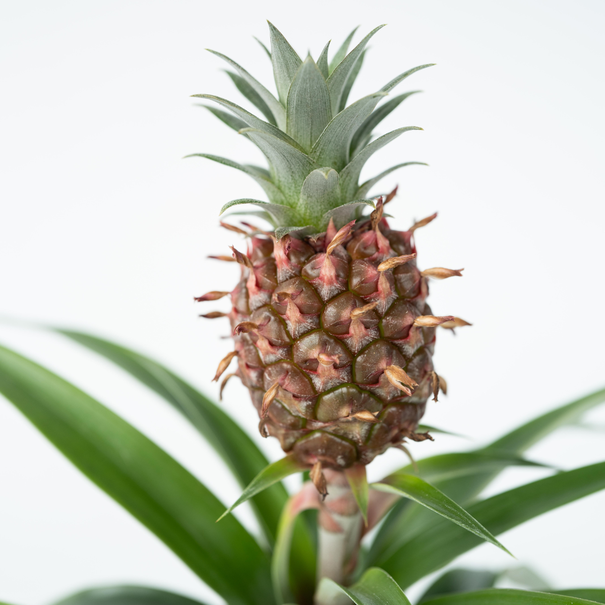 Planta de ananas - 2 buc - Ananas comosus 'Mi Amigo' - Înălţime 35-45cm - ⌀12cm