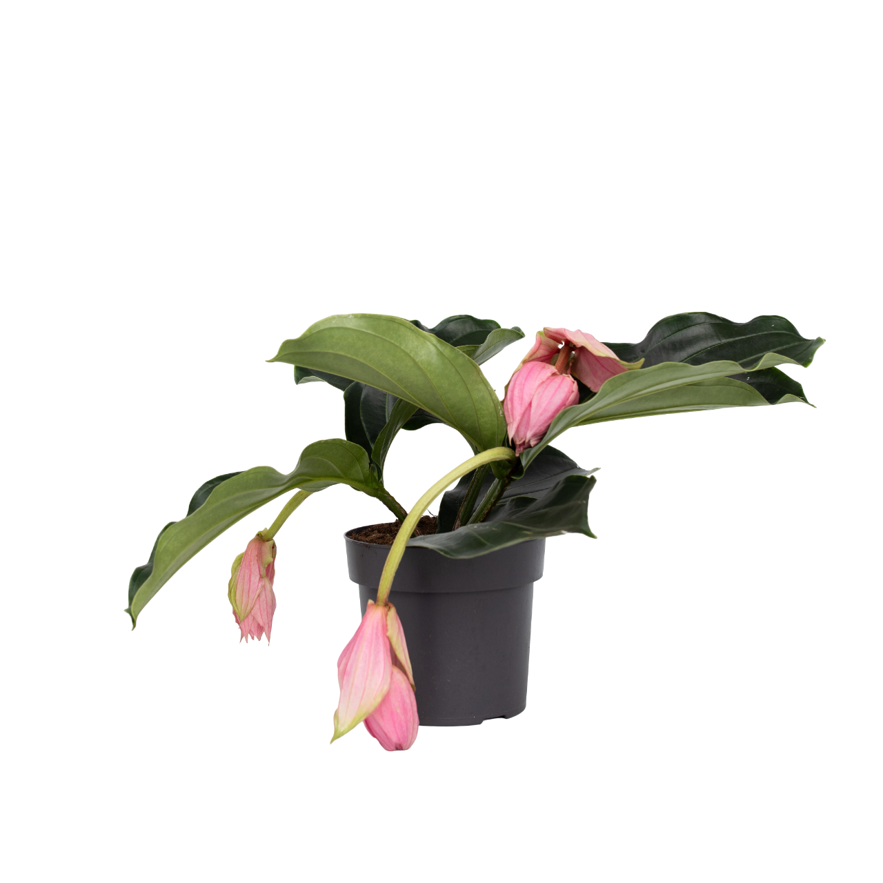 Floarea Regelui - Medinilla magnifica - Înălţime 40-50cm - ⌀17cm